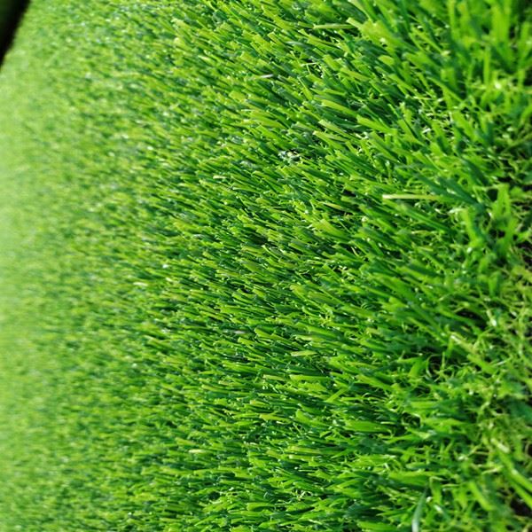 Spring Green Grass